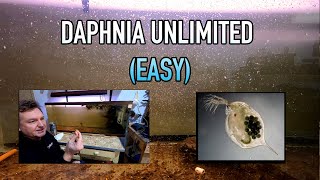 How I Raise Daphnia Water Fleas And You Can Too [upl. by Ahsema]