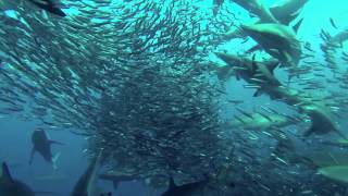 Sardine Run Port St Johns South Africa [upl. by Catina]