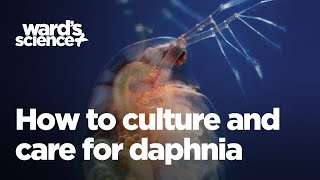 Caring and Culturing for Daphnia [upl. by Amer]