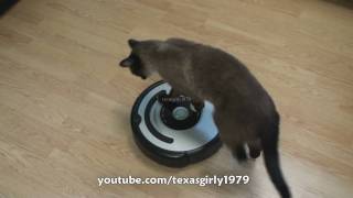 Cat shows HOW TO use iRobot Roomba Vacuum [upl. by Emmer826]