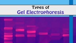 TYPES OF GEL ELECTROPHORESIS I Biotechnology [upl. by Aicertap]