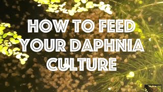 How To Feed Your Daphnia Culture [upl. by Einolem]