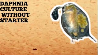 HOW TO CULTURE DAPHNIA NATURALLY WITHOUT A STARTER [upl. by Ahsiadal]