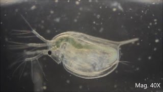 Daphnia magna under the Microscope [upl. by Einal]