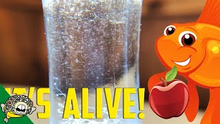 How to culture Vinegar Eels The EASY Way Live Fish Food [upl. by Kippar]