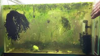 Scuds Daphnia Cherry Shrimp Copepods My aquatic food culture [upl. by Amary616]