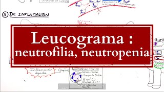 Leucograma  Alteraciones Neutrofílicas neutrofilias neutropenias [upl. by Esirec144]