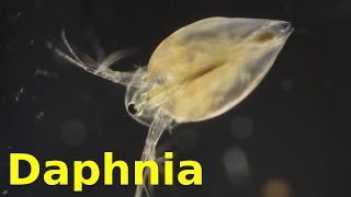 Daphnia [upl. by Snyder]