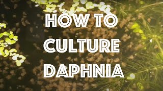 How To Culture Daphnia Magna [upl. by Aneloj]