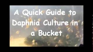 How to culture daphnia outside [upl. by Randall]