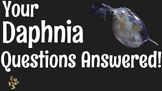 Daphnia Questions Answered [upl. by Haggar461]