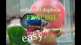 daphnia moina culture Easy way Unlimited production English  with sub Green water Chlorella [upl. by Oxford]