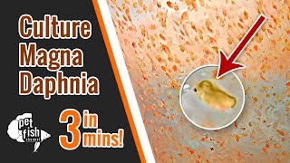 How to culture DAPHNIA MAGNA  The easy way [upl. by Noiek]