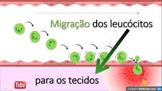 Migração de leucócitos para instauração da inflamação [upl. by Debbi]