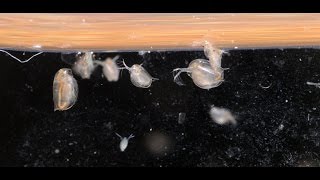 Culturing DaphniaTuesday Tip [upl. by Mountford]