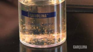 How to Care for Daphnia [upl. by Leahcym]