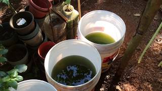 How to grow Green Water Algae [upl. by Nita]