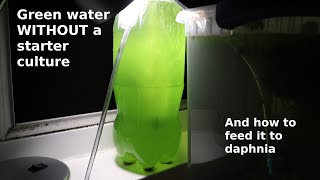 Green Water WITHOUT a Starter Culture  From Scratch  How To [upl. by Hnoj519]