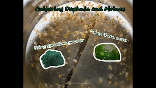 How To Culture Daphnia and Moinas using Green Water Spirulina powder [upl. by Cirenoj925]