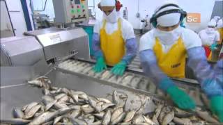 How Its Made  Canned Sardines [upl. by Darill221]