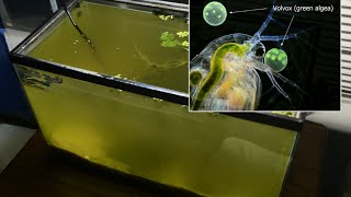 Raising Daphnia for the Freshwater Aquarium [upl. by Rebekah264]