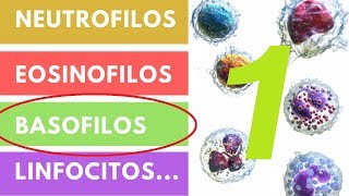 LEUCOCITOS » ¿Qué son Funciones Valores adecuados Parte 1 [upl. by Cai390]