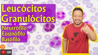 Leucócitos Granulócitos  Neutrófilo  Eosinófilo  Basófilo  Sangue  Tecido Sanguíneo [upl. by Isyak]