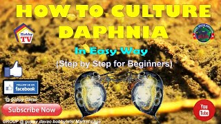 HOW TO CULTURE DAPHNIA In Easy Way [upl. by Donnie]